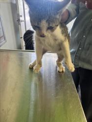 Shelter Stray Female Cat last seen , 1850 W 60th St, Los Angeles, CA 90047, USA