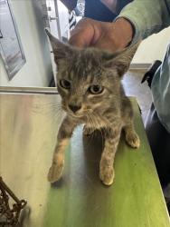 Shelter Stray Male Cat last seen , 1850 W 60th St, Los Angeles, CA 90047, USA