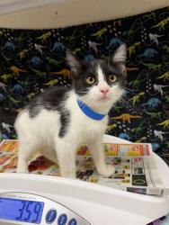 Shelter Stray Male Cat last seen Near BLOCK VAN BUREN BLVD, RIVERSIDE CA 92518, 6851 Van Buren Boulevard, Jurupa Valley, CA 92509, USA