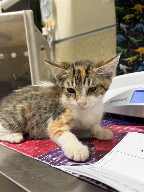 Shelter Stray Female Cat last seen Near BLOCK DRIFTWOOD DR, RIVERSIDE, CA, 6851 Van Buren Boulevard, Jurupa Valley, CA 92509, USA