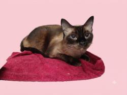 Shelter Stray Female Cat last seen , 1850 W 60th St, Los Angeles, CA 90047, USA