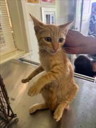 Shelter Stray Male Cat last seen , 1850 W 60th St, Los Angeles, CA 90047, USA