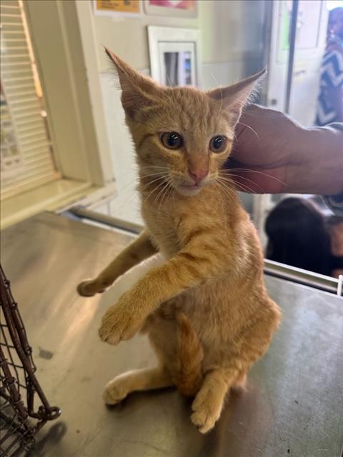 Shelter Stray Male Cat last seen , 1850 W 60th St, Los Angeles, CA 90047, USA