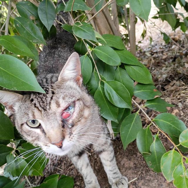 Shelter Stray Male Cat last seen SOUTHGATE RD & CANTERBURY RD, 2127 Front St, Sacramento, CA 95818, USA