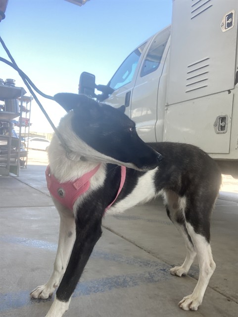 Shelter Stray Female Dog last seen Near BLOCK CASTAIC AVE, BAKERSFIELD CA 93308, 3951 Fruitvale Ave, Bakersfield, CA 93308, USA