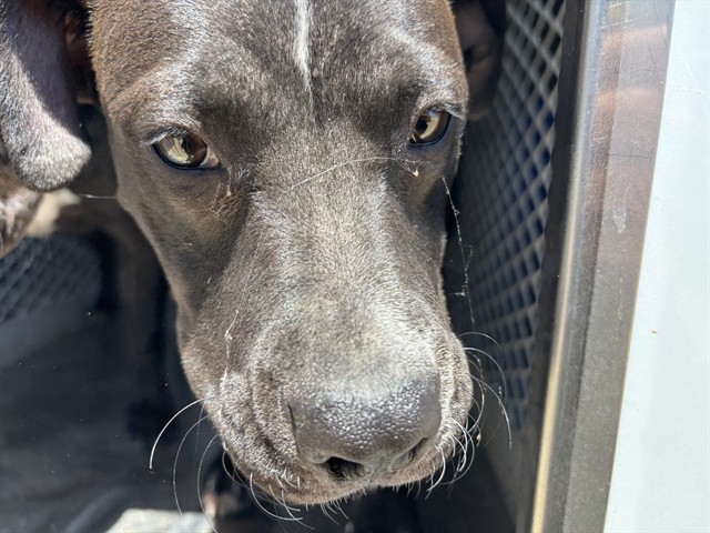 Shelter Stray Female Dog last seen Near BLOCK CAROUSEL AVE, TAFT CA 93268, 3951 Fruitvale Ave, Bakersfield, CA 93308, USA