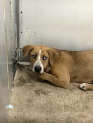 Shelter Stray Female Dog last seen N G ST, 333 Chandler Pl, San Bernardino, CA 92408, USA