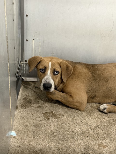 Shelter Stray Female Dog last seen N G ST, 333 Chandler Pl, San Bernardino, CA 92408, USA