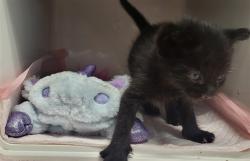 Shelter Stray Male Cat last seen , 14409 Vanowen St, Van Nuys, CA 91405, USA
