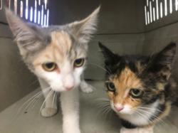 Shelter Stray Female Cat last seen , 14409 Vanowen St, Van Nuys, CA 91405, USA