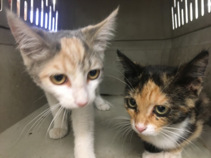 Shelter Stray Female Cat last seen , 14409 Vanowen St, Van Nuys, CA 91405, USA