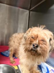 Shelter Stray Female Dog last seen , 14409 Vanowen St, Van Nuys, CA 91405, USA