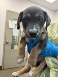 Shelter Stray Male Dog last seen , 4000 N Silverbell Rd, Tucson, AZ 85745, USA