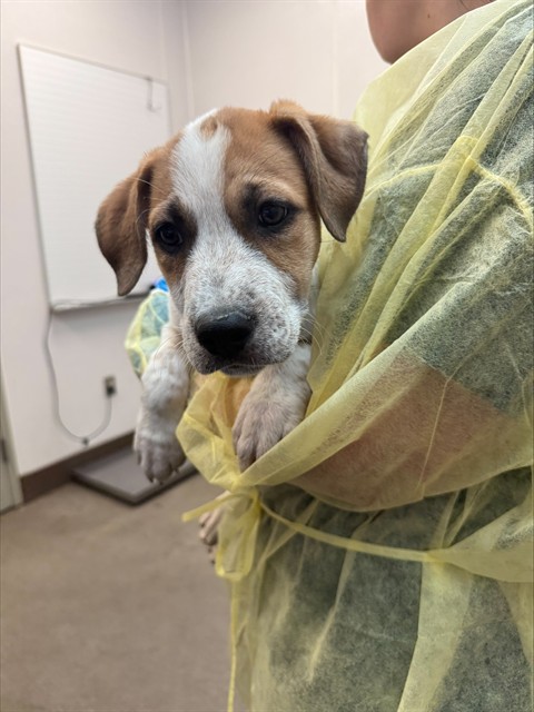 Shelter Stray Male Dog last seen , 4000 N Silverbell Rd, Tucson, AZ 85745, USA