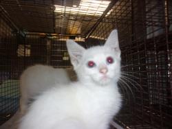 Shelter Stray Male Cat last seen , 14409 Vanowen St, Van Nuys, CA 91405, USA