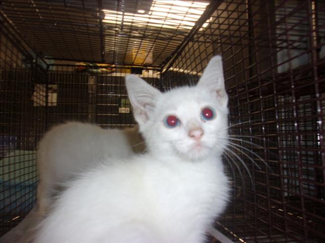 Shelter Stray Male Cat last seen , 14409 Vanowen St, Van Nuys, CA 91405, USA