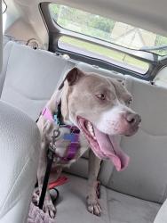 Shelter Stray Female Dog last seen Near, 2600 S Harding St, Indianapolis, IN 46221, USA