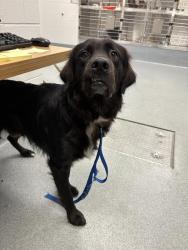 Shelter Stray Male Dog last seen Near, 2600 S Harding St, Indianapolis, IN 46221, USA