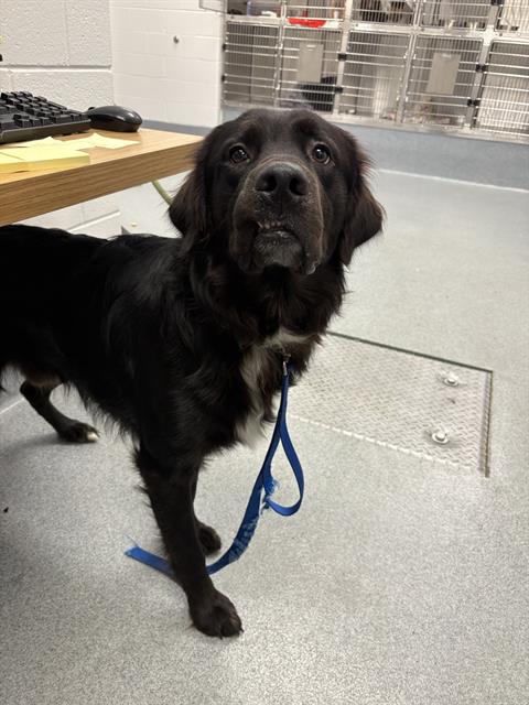 Shelter Stray Male Dog last seen Near, 2600 S Harding St, Indianapolis, IN 46221, USA