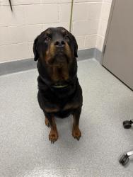 Shelter Stray Male Dog last seen Near, 2600 S Harding St, Indianapolis, IN 46221, USA