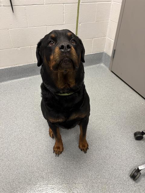Shelter Stray Male Dog last seen Near, 2600 S Harding St, Indianapolis, IN 46221, USA