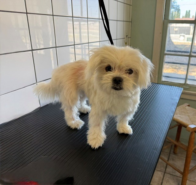 Shelter Stray Female Dog last seen , 11258 Garfield Ave, Downey, CA 90242, USA