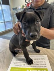 Shelter Stray Male Dog last seen RIGSBY & NEW BRAUNFELS, 4710 TX-151, San Antonio, TX 78227, USA