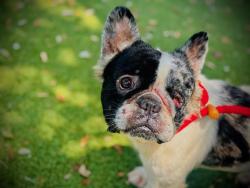 Shelter Stray Female Dog last seen , 2769 Conroy Rd, Orlando, FL 32839, USA
