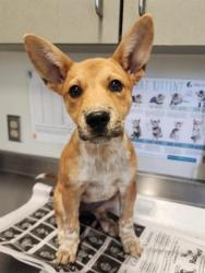 Shelter Stray Female Dog last seen Near BLOCK TIMBER PATH, 4710 TX-151, San Antonio, TX 78227, USA