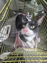 Shelter Stray Male Cat last seen Near BLOCK POINTS EDGE, 4710 TX-151, San Antonio, TX 78227, USA