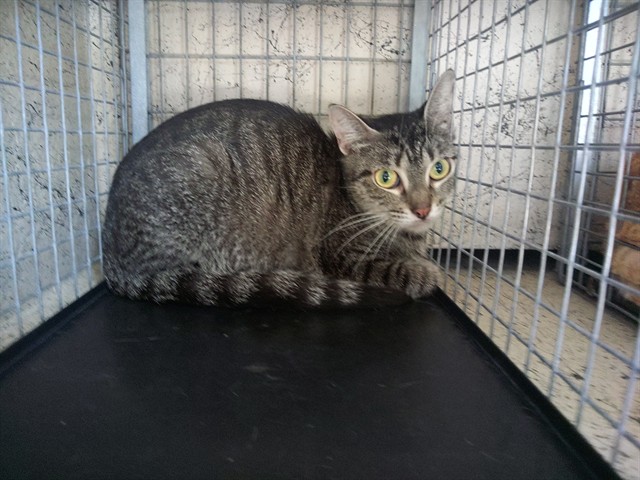 Shelter Stray Unknown Cat last seen Near BLOCK NW 59 WY, SUNRISE FL 33313, 2400 SW 42nd St, Fort Lauderdale, FL 33312, USA