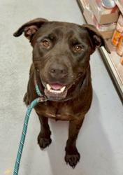 Shelter Stray Female Dog last seen LANNAN PARK RD (LANNAN PARK), 3528 Newburg Rd, Louisville, KY 40218, USA