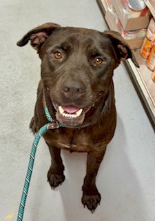 Shelter Stray Female Dog last seen LANNAN PARK RD (LANNAN PARK), 3528 Newburg Rd, Louisville, KY 40218, USA