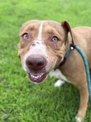 Shelter Stray Female Dog last seen Near BLOCK SEDALIA TRL, 3528 Newburg Rd, Louisville, KY 40218, USA