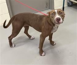 Shelter Stray Female Dog last seen LOCATION UNKNOWN, 232 Eslinger Way, Sanford, FL 32773, USA