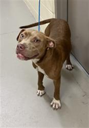Shelter Stray Male Dog last seen LOCATION UNKNOWN, 232 Eslinger Way, Sanford, FL 32773, USA