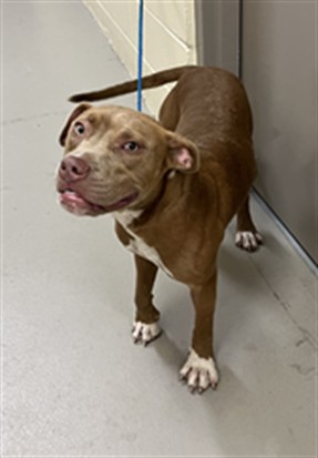 Shelter Stray Male Dog last seen LOCATION UNKNOWN, 232 Eslinger Way, Sanford, FL 32773, USA