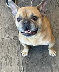 Shelter Stray Male Dog last seen , 11361 W Pico Blvd, Los Angeles, CA 90064, USA