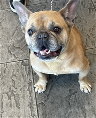 Shelter Stray Male Dog last seen , 11361 W Pico Blvd, Los Angeles, CA 90064, USA