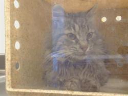 Shelter Stray Unknown Cat last seen BRUCE WY/HEATHER HILL WY,, 3839 Bradshaw Rd, Sacramento, CA 95827, USA