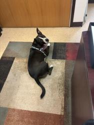 Reunited Male Dog last seen Hollywood Park Texas, Hollywood Park, TX 78232