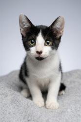 Shelter Stray Female Cat last seen Near BLOCK HURON ST, 2020 Forest St, Jacksonville, FL 32204, USA