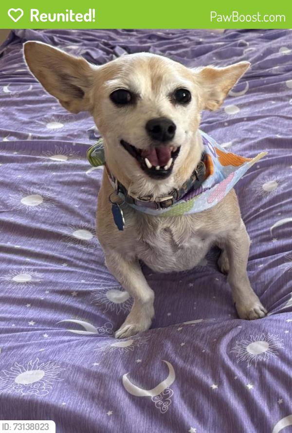 Reunited Female Dog last seen Near Lancelot Dr, San Antonio, TX 78218, USA, San Antonio, TX 78218
