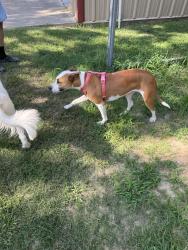 Found/Stray Female Dog last seen CR 4233 and CR 4232 De Kalb, TX, De Kalb, TX 75559