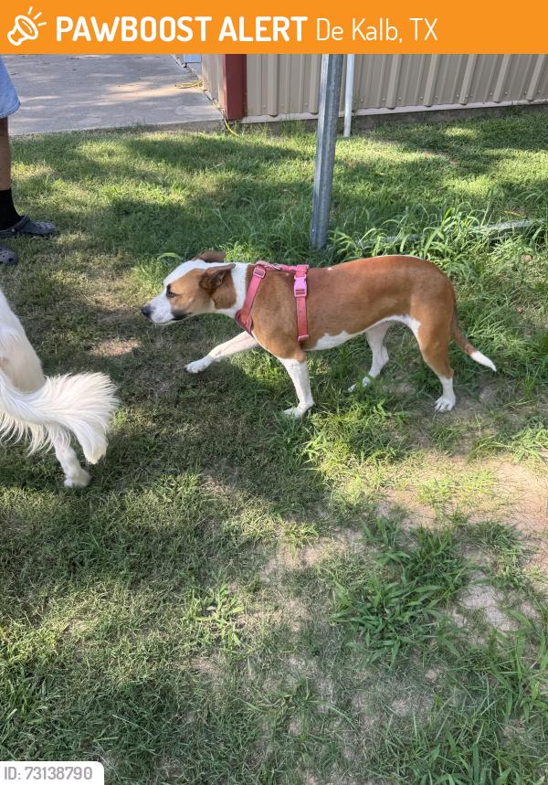 Found/Stray Female Dog last seen CR 4233 and CR 4232 De Kalb, TX, De Kalb, TX 75559