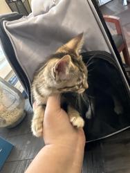 Found/Stray Female Cat last seen Alpinr, Grand Rapids, MI 49505