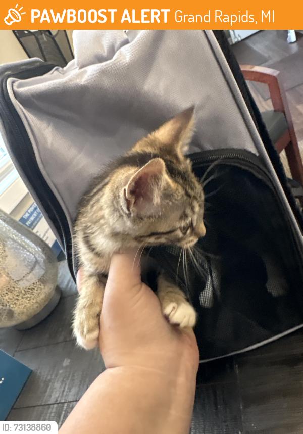 Found/Stray Female Cat last seen Alpinr, Grand Rapids, MI 49505