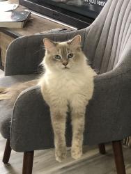 Reunited Female Cat last seen S Concord & Lanfranco, Los Angeles, CA 90063