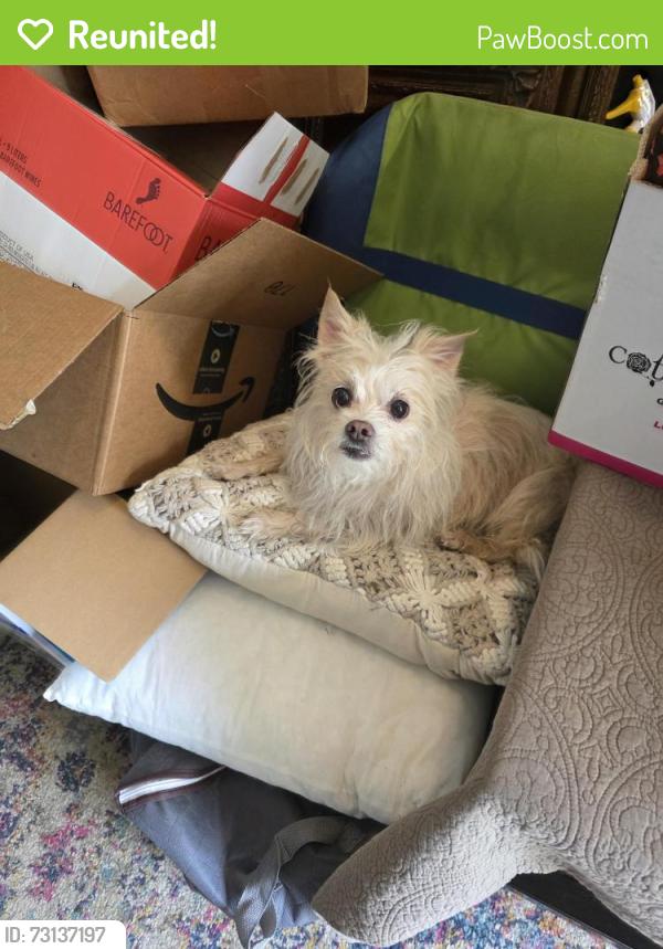 Reunited Male Dog last seen Azure and Cason Lane, Murfreesboro, TN 37128