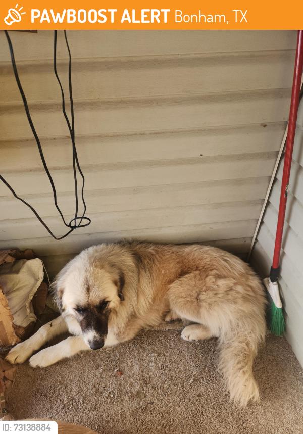 Found/Stray Male Dog last seen Near and 1552, Bonham, TX 75418